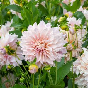 Dahlia décoratif à fleur géante Café au lait XXL (x1)